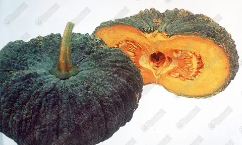 กลิ่นฟักทอง เป็นยาเสน่ห์ทรงอานุภาพที่สุดของบุรุษ