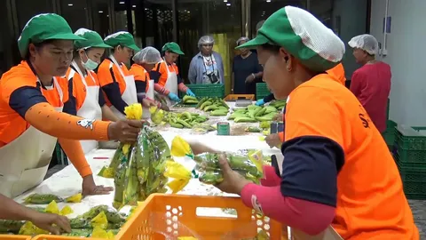 เฮ "กล้วยหอมทองระโนด" ส่งขาย 7 จังหวัด