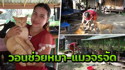 สาวร้องจ๊าก! เลี้ยงหมา-แมวจรจัด ที่มีผู้มาปล่อย ยันแบกภาระไม่ไหว