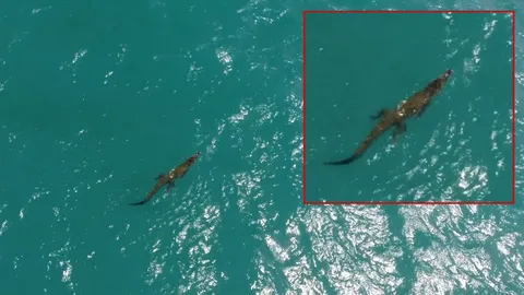 ไอ้เข้ภูเก็ต โดนกดดันหนัก หนีจากหาดในหาน เข้าแหลมกระทิง