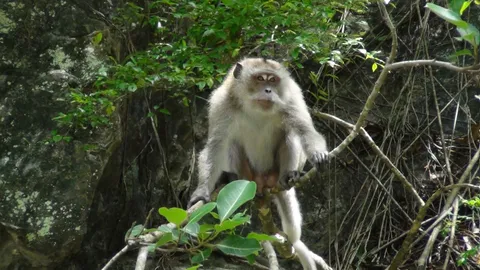 พฤติกรรมก้าวร้าว จับลิงแสมวัดถ้ำเสือ หลังเคยก่อเหตุทำร้ายนักท่องเที่ยว