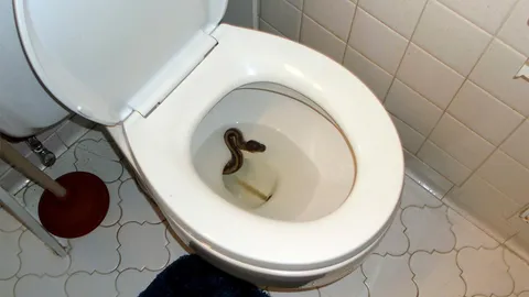 งูกับที่ชอบ...ที่ชอบ...