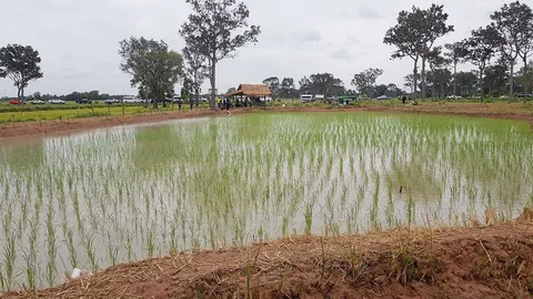 โคก-หนอง-นา...สู่ราษีไศล
