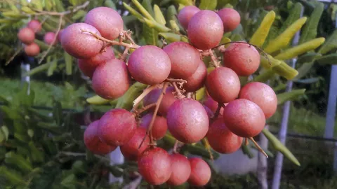 "ลำไยเถาผลชมพู" กับที่มาพันธุ์เนื้อหวานกรอบ