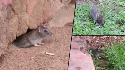 ผู้โดยสารผวา! หนูนับร้อยวิ่งเกลื่อนสถานีรถไฟชุมพร ช่วยกำจัดด่วน (คลิป)