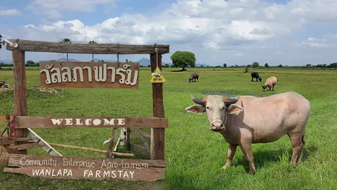 เที่ยวฟาร์มสเตย์ เมืองลพบุรี