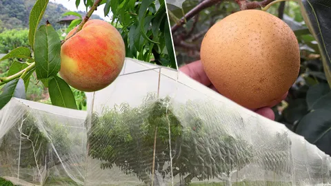 พีช+สาลี่..โครงการหลวง ไม้ผลเมืองหนาวจากไทยไปยุโรป?