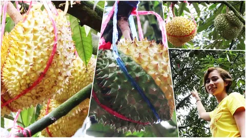 ต้นเดียวในสวน ทุเรียนออกลูกสีเหลืองทองอร่าม เชื่อผลไม้มงคล