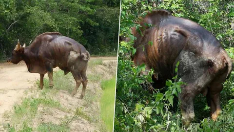 ล่ากระทิงหนุ่ม พรานยิงไม่ตาย พบเจ็บหนัก แผลเน่า ผอมโซ