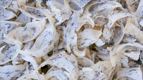 รังนกสุดฮิต! คนจีนหิ้วกลับบ้าน ยอดขายพุ่งพรวดปีละหมื่นล้าน