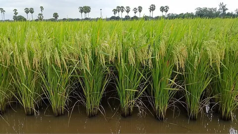 2 พันธุ์ข้าวใหม่