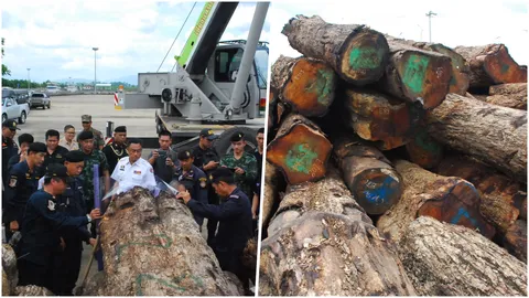 ยึดไม้ประดู่ 134 ท่อน จ่อส่งไปจีน พบพิรุธ อาจไม่ใช่ไม้ที่ปลูกในสวนป่า