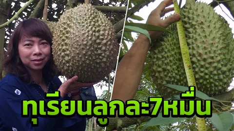 ตะลึงประมูลทุเรียนยักษ์หนัก 18 กก.ลูกละ7.3หมื่น รอเคาะราคา 12 ส.ค.นี้