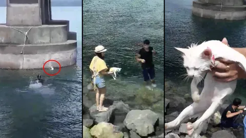 ชื่นชม! หนุ่มใจหล่อโดดช่วยแมวตกน้ำ เจ้าของวอนคนใจบุญรับไปเลี้ยงส่งคืน (คลิป)