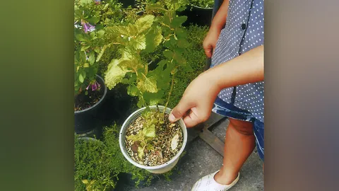 "สะระแหน่เวียดนาม" กลิ่นตะไคร้มีสรรพคุณ