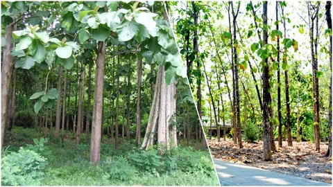 ปลดล็อกไม้หวงห้าม ปลูกในที่ดินตัดได้ไม่ผิด ใช้ค้ำประกันได้อีกด้วย