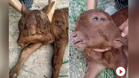 วัวเกิดมามี 2 หัว 2 ปาก 4 ตา