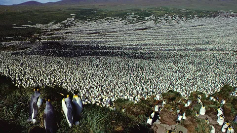 ประชากรเพนกวินกษัตริย์กำลังลดจำนวนลง