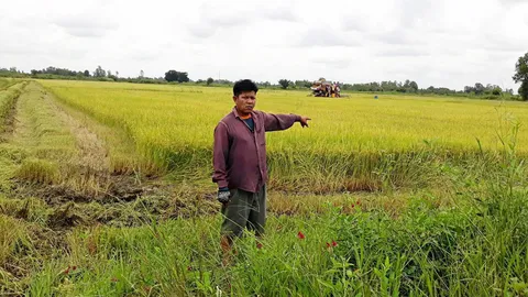 รอลุ้นผลผลิตข้าว “บางระกําโมเดล”