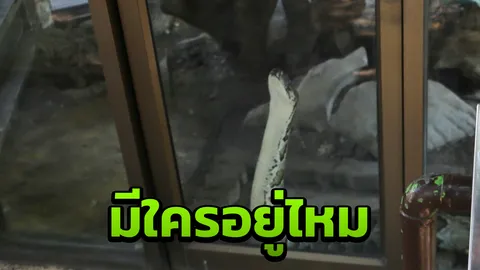 เราจองแล้ว! หนุ่มบางปะกงผวา ลูกงูเหลือมแวะมาทักทาย 2 วันพบแล้ว 20 ตัว