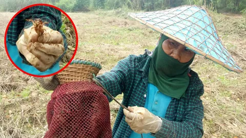 มีปีละครั้ง! 'จี้กุ่ง' เมนูชั้นเลิศ ชาวเมืองรถม้าขุดขาย เป็นรายได้เสริม