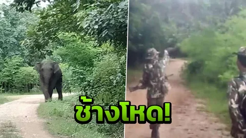 สลด ช้างป่าภูหลวง ตัวใหญ่ไล่กระทืบเจ้าหน้าที่ เสียชีวิต1นาย 