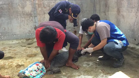 จนท.เก็บดีเอ็นเอ จระเข้ภูเก็ต คาด 2 สัปดาห์รู้พันธุ์แท้หรือเลือดผสม 