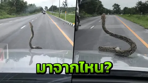 หนุ่มผงะ! งูเลื้อยชูคอบนกระโปรงหน้ารถ คนรักเลขไม่พลาดขอทะเบียน (คลิป)