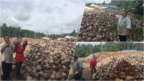 พ่อค้ามะพร้าวร้องรัฐช่วย หลังโรงงานไม่รับซื้อ ปล่อยกองแห้งตายคาต้น 