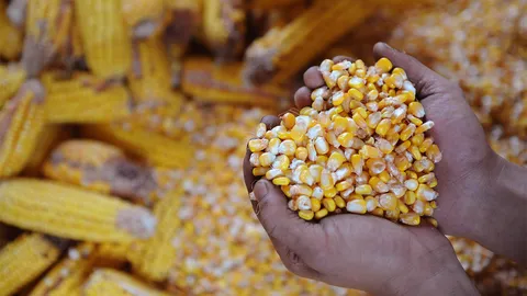 ปิ๊ง! ประกันราคาข้าวโพด