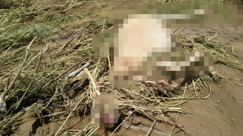 เจอแล้ววัวถูกน้ำป่าที่แม่ฮ่องสอน พัดหายจากฝูง ตายคาพงหญ้า 2 ตัว