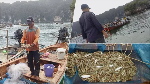 ชาวประมงกระบี่ 100 ลำ ออกทะเลจับกุ้งหัวเรียว สร้างรายได้งาม