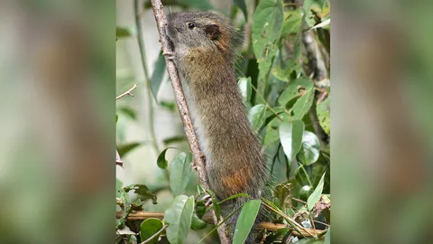 ปรากฏตัวขึ้นอีกครั้ง