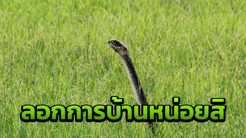พร้อมที่จะเรียนนานแล้ว! งูสิงยืนตรงหน้าเสาธง ร้องเพลง-สวดมนต์ตอนเช้า