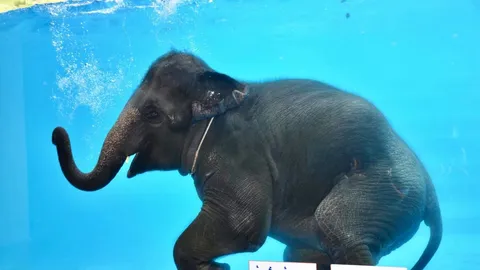 ช้างแฮปปี้! สวนสัตว์เขาเขียว เคลียร์ปม หลังชาวเน็ตสงสัยควาญบังคับโชว์