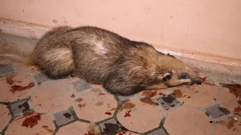 กู้ภัยราชบุรี รุดช่วยหมูหริ่งบาดเจ็บ คาดพลัดตกรถไฟที่บ้านโป่ง