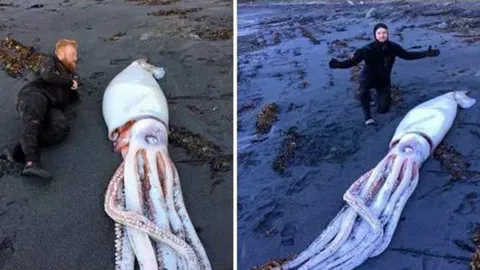 อภิมหา “หมึกยักษ์” เกยตื้น