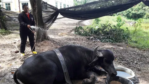 วอนช่วย 'น้องบุญรักษา' ควายมูล่าบาดเจ็บที่พังงา ขาหน้าหักยืนไม่ได้