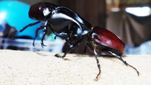 กว่างบ้านหัวทุ่ง ยอดนักสู้ กับอาชีพเสริมสร้างรายได้ ให้ชาวสวนลำไย