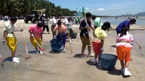 แต่งชุดไทยเก็บขยะ หาดบางแสน หลังพบเต่ากินพลาสติก ตาย 6 ตัว  