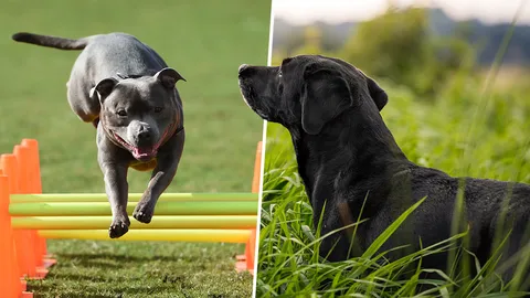 ศัพท์สุนัข (1)