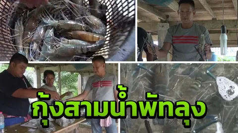 ชาวบ้านพัทลุงจับกุ้งก้ามกรามขายได้มากขึ้น ชี้เนื้อแน่นหวานไม่เหมือนใคร