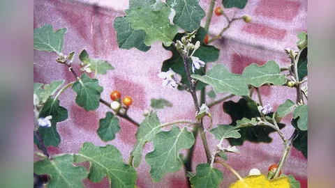 “มะ​แว้ง​ต้น” กับ​สรรพคุณ​น่า​รู้