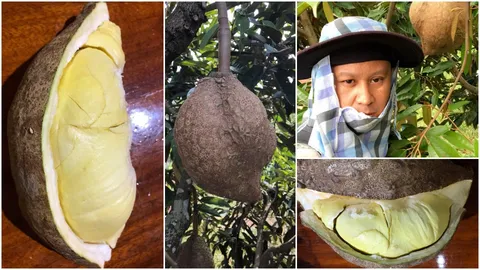 มีจริง!! ทุเรียนไร้หนาม แห่งเมืองลับแล เนื้ออร่อย ไร้สารเคมี