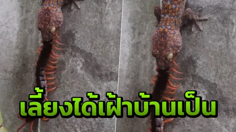ผมจะปกป้องครอบครัวคุณเอง! ชมคลิปวินาที 'ตุ๊กแกกินตะขาบ' จอมวายร้าย 