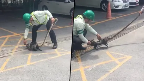 เกือบโดนเขมือบ! รุดช่วยแมวดำถูกงูรัด รอดจากการเป็นเหยื่อ (คลิป)