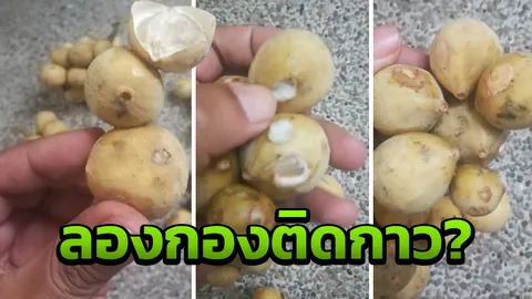 แฉกลโกง! ผู้บริโภคโวย ลองกองช่อสวยที่แท้คนขายหัวใสติดกาวร้อน (คลิป)