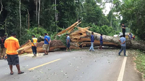 กระบี่ลมกระโชกแรง ต้นเหรียง 200 ปี โค่นถอนรากล้มขวางถนน รั้งสายไฟขาด
