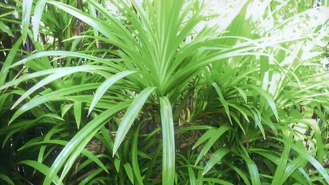 “ใบเตย” กับวิธีแก้โรคเกาต์