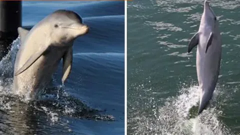 โลมาสอนเพื่อน ใช้หางที่แข็งแรงเดินบนผิวน้ำ